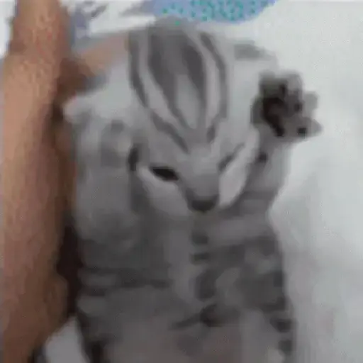 Gatinhos 2 2