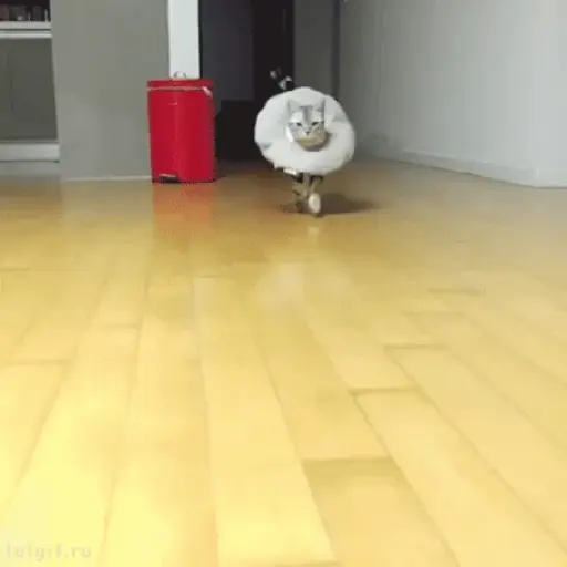 Que risa 5