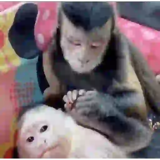 Macaquinho 1 3