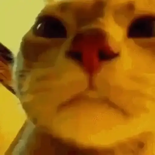 Gatos animados😸 10
