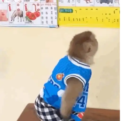 Macaquinho 1 24