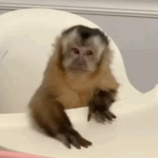 Macaquinho 1 19