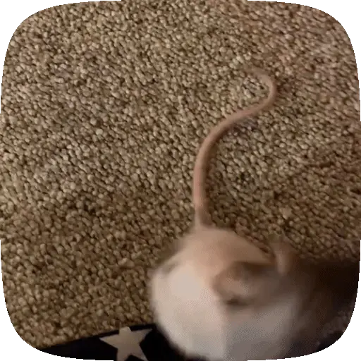 🐀 Ratitas funny pal chat🐁🐀 8