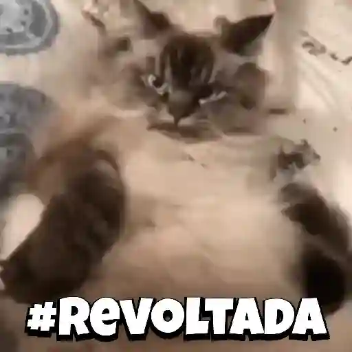 Zoeiras Animais 27