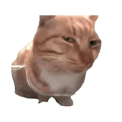 GIF viral tiktok  4