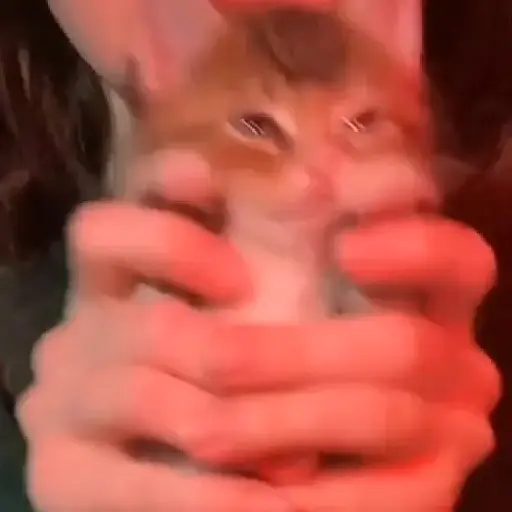 Gatos animados😸 9