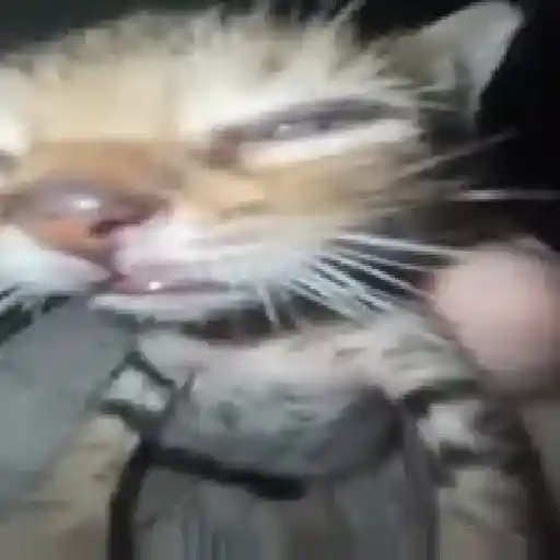 Gatos animados😸 11