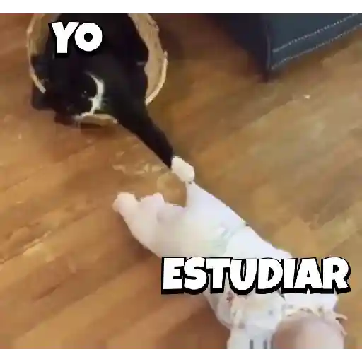 Gatitos #1 5