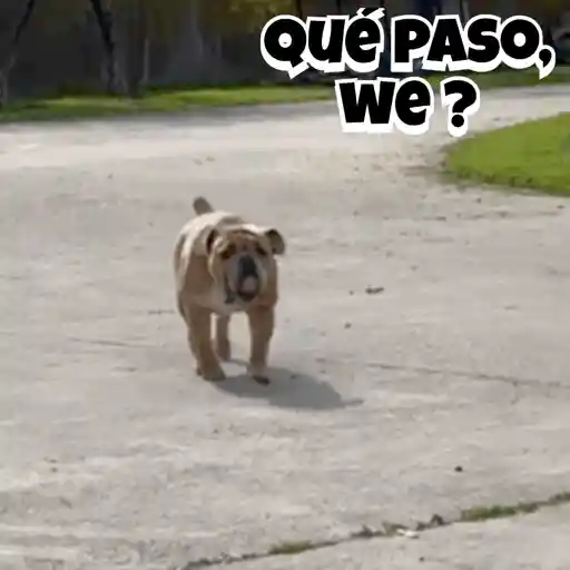Variados 04mov 1