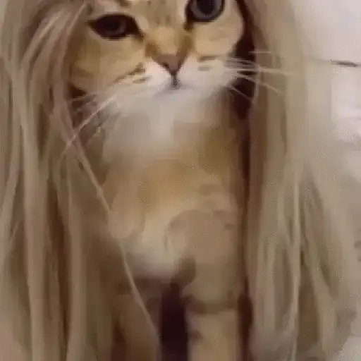 Gatitos #1 3