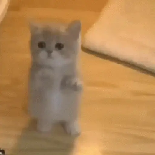 Gatos 5