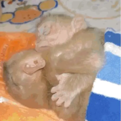 Macaquinho 1 21