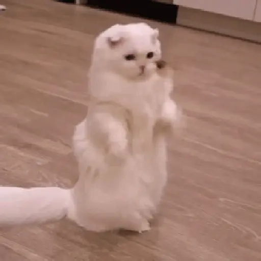 Gatos 6