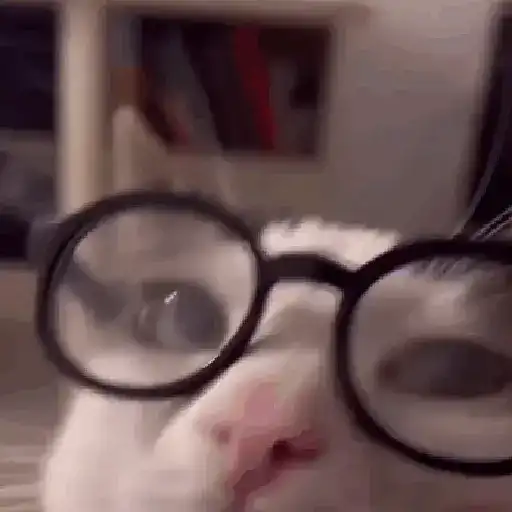 Gatos 1