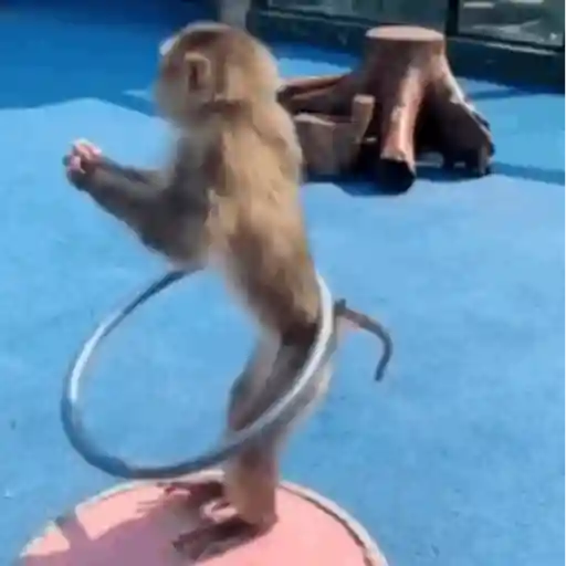 Macaquinho 1 2