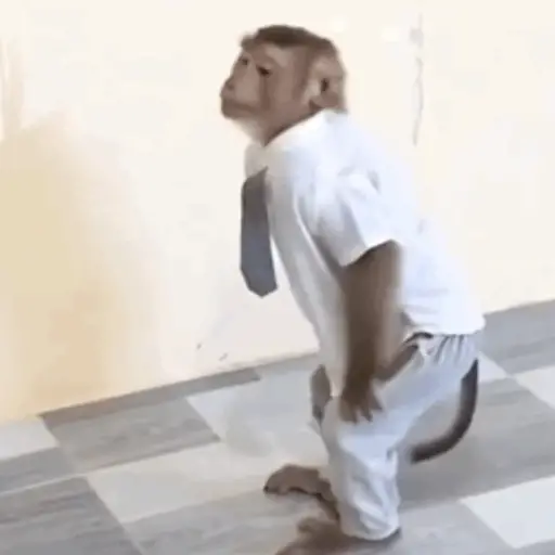 Macaquinho 1 23