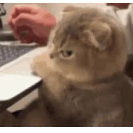 Gatitos #1 7