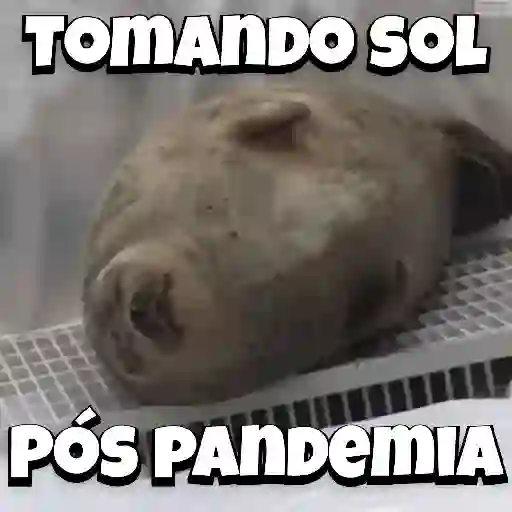 Zoeiras Animais 30