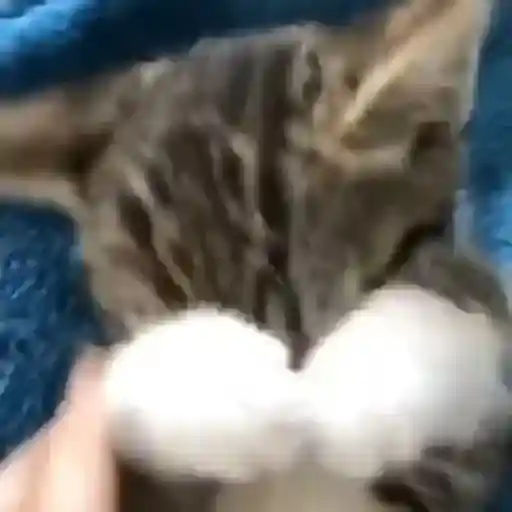Gatos animados😸 7