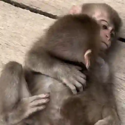 Macaquinho 1 25