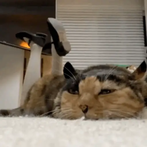 Gatitos 4