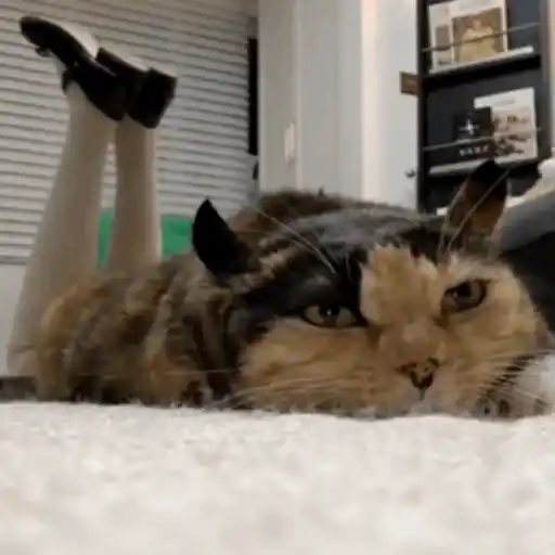 Gatitos 3