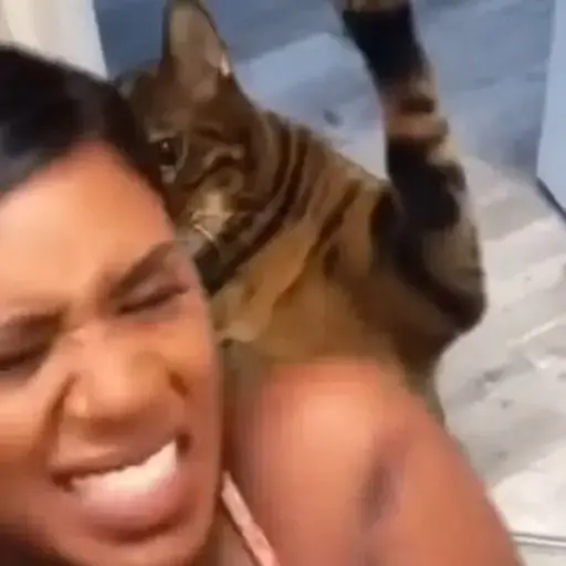 Gatos animados😸 2