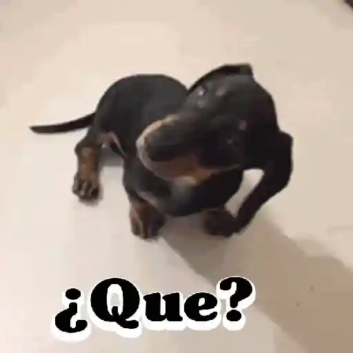 Perros salchichas 8