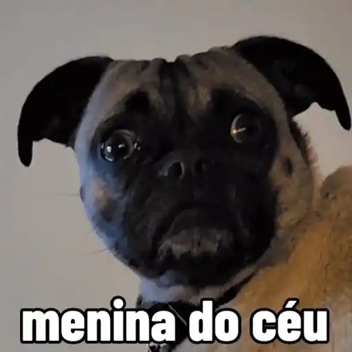 Cachorro responde 14
