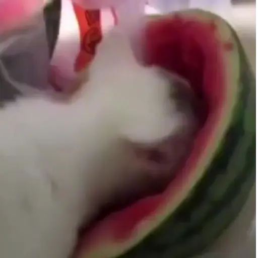Gifs 17