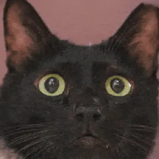 Memes de gatos🐾✨ 5