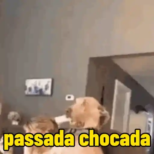 Cachorro responde 13