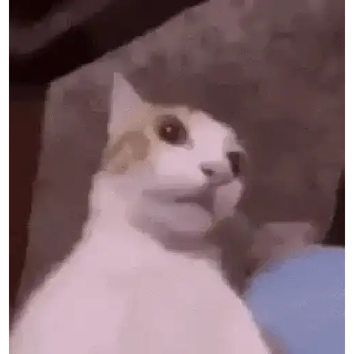 Memes de gatos🐾✨ 3