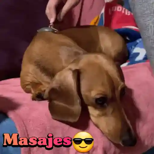 Perros salchichas 17