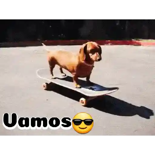 Perros salchichas 2