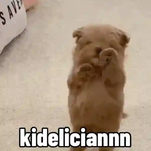 Cachorro responde 15