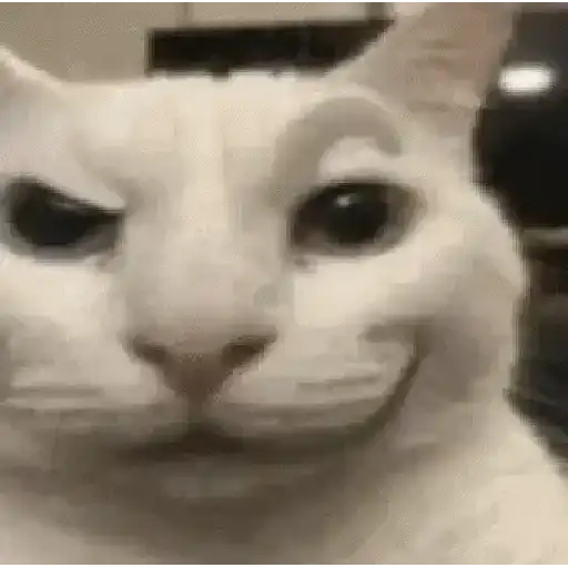Memes de gatos🐾✨ 2