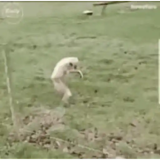 Monkeycrazys  5