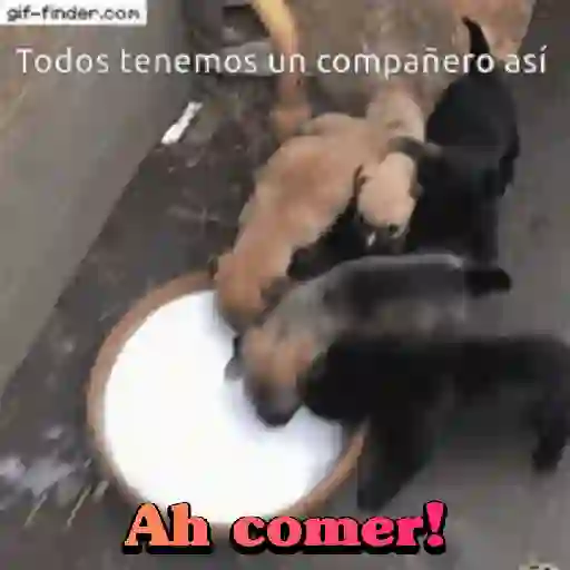 Perros salchichas 11
