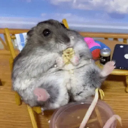 🐹 Hamster Stickers  🐹 16