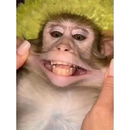 Monkeys  2