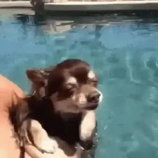 🥵 Verão | Doguinhos de Férias 13