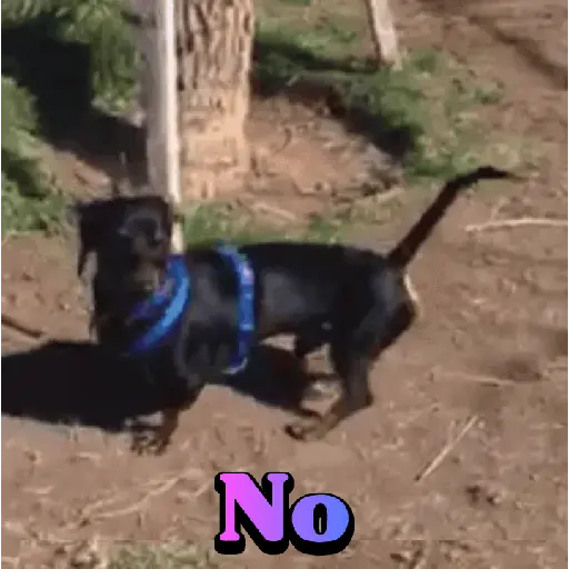Perros salchichas 13