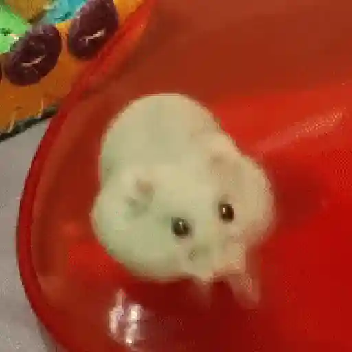 🐹 Hamster Stickers  🐹 17