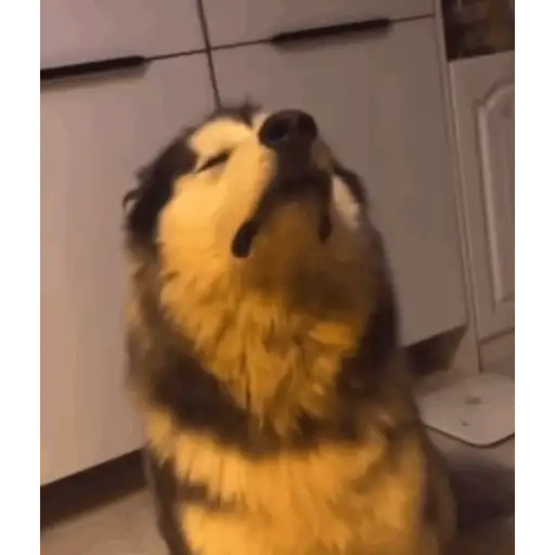 Perritos 5