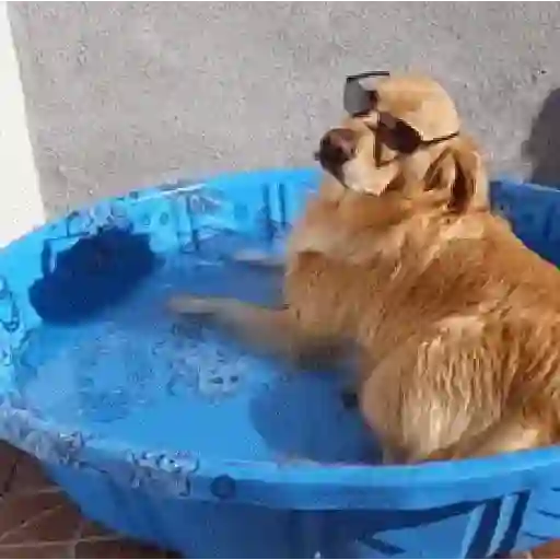 🥵 Verão | Doguinhos de Férias 6