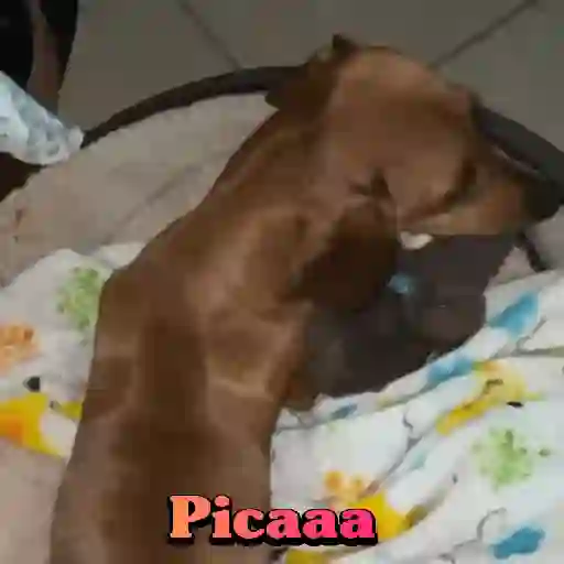 Perros salchichas 15