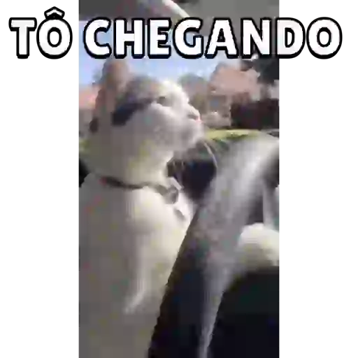 Animados 2 5