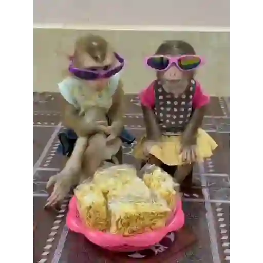 Monkeys  3