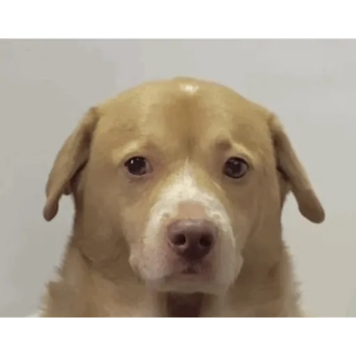 Perritos 6